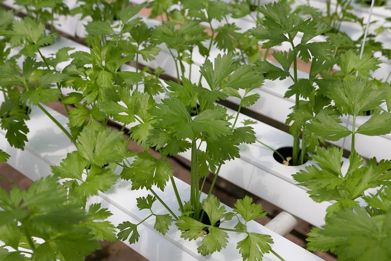 Hydroponic Greenhouse