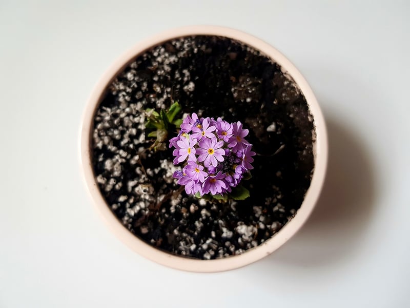 Repurposed Containers